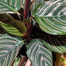 Calathea Ornata