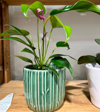 Desk Plant & Ceramic Pot