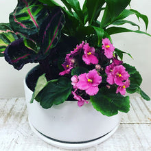 Wide Oslo Planter with Mini House Plants