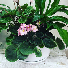 Wide Oslo Planter with Mini House Plants