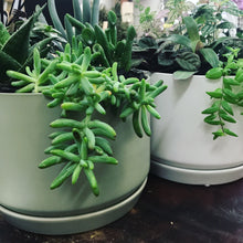 Wide Oslo Planter with Mini House Plants