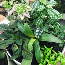 Wide Oslo Planter with Mini House Plants