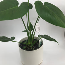 Monstera Deliciosa Plant