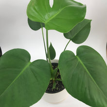 Monstera Deliciosa Plant